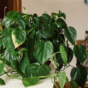 Easy to Maintain Plants