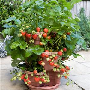 Fruit Plants Grown in Pot