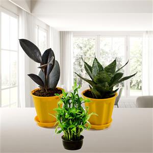 Plants For Office