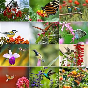 Plants for Butterflies and Birds
