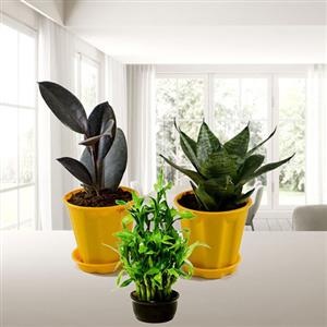 Top Seller Indoor Plants