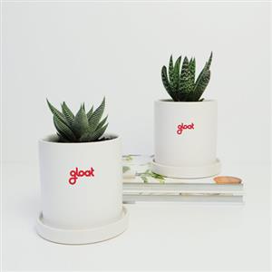 Plants as Corporate Gifts