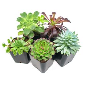 5 Plant Pack