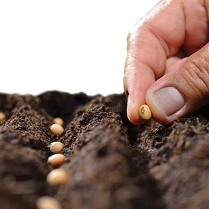 Seeds to Sow in All Seasons