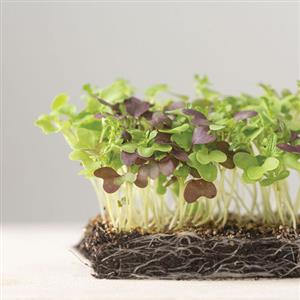 Organic Microgreen Seeds
