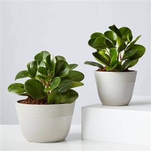Baby Plants 6cm > 20cm