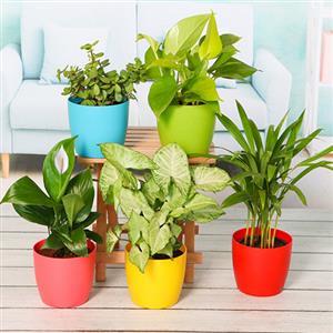 Indoor Plant Pack