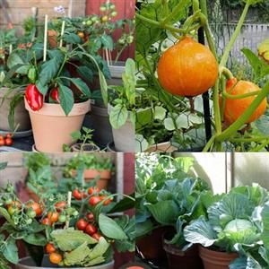 Vegetable Seeds Can be Grown in Pots