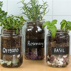 Herb Seeds Can be Grown in Pots