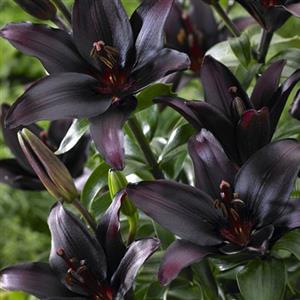 Black Flower Bulbs