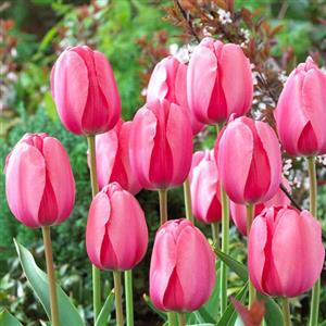 Pink Flower Bulbs