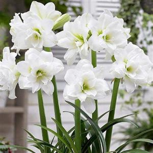 White Flower Bulbs