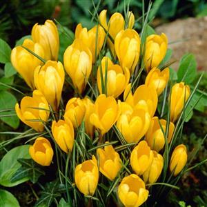 Yellow Flower Bulbs