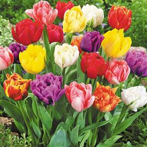 Tulip Flower Bulbs
