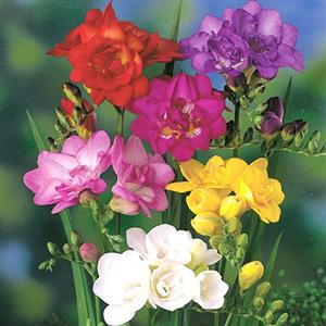 Freesia Flower Bulbs