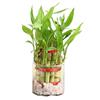 5 lucky bamboo stalks (a symbol of positive energy) - gift plant