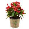  euphorbia (red) - succulent plant