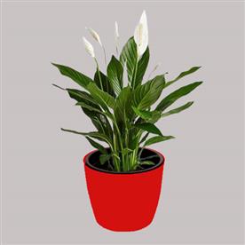 Peace lily, spathiphyllum