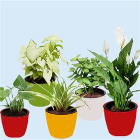 Top 5 plants for healthy and prosperous new year