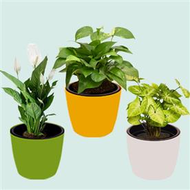 Air purifying indoor plants for office desk