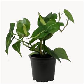 Philodendron scandens oxycardium, heart-leaf philodendron