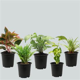 Natural air purifier plants for summer cooling