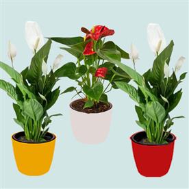 Top 3 flowering indoor plants to purify air
