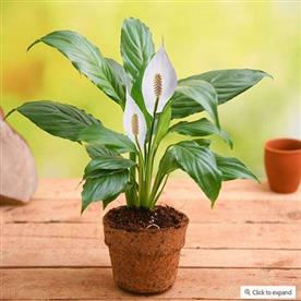 Eco friendly peace lily
