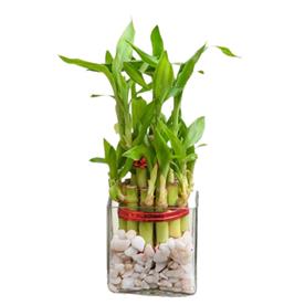 2 layer lucky bamboo plant in a bowl with pebbles