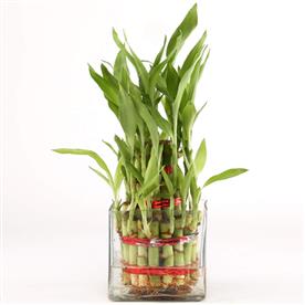 5 lucky bamboo stalks (a symbol of positive energy)