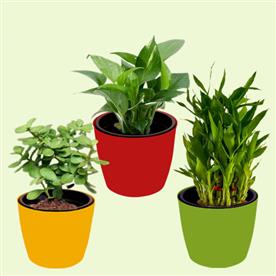Lohri special plants for good luck