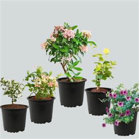 Top 5 monsoon special flowering plants