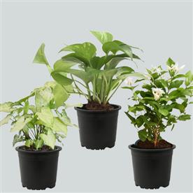 Set of 3 air purifier n summer cooling plants pack