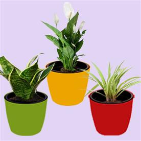Top 3 air purifier plants pack