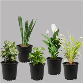 5 best indoor plants pack