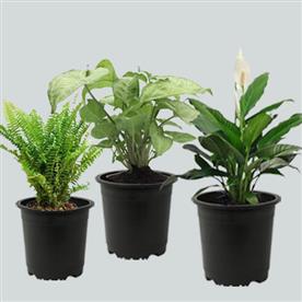 Best 3 indoor pollution killer plants pack