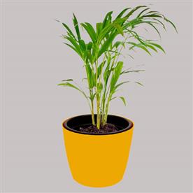 Areca palm (small)