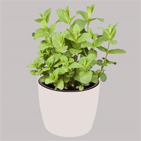 Common mint plant, pudina