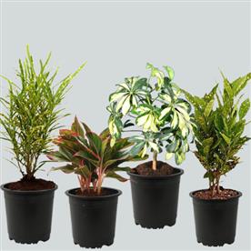 Top 4 colorful foliage house plants for indoor decoration
