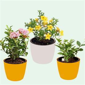Set of 3 outdoor flowering plants for beautiful garden