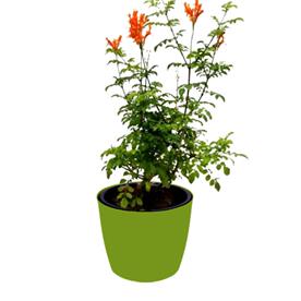 Tecoma (shrub, orange)