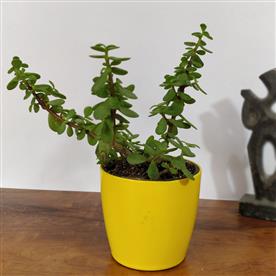 Variegated elephant bush, jade plant variegated - succulent plant