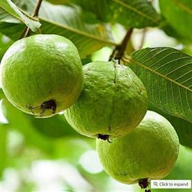 Guava tree, amrud, psidium guajava (grown through seeds)