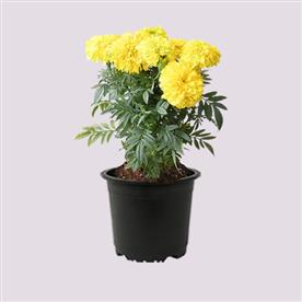African marigold (any color)