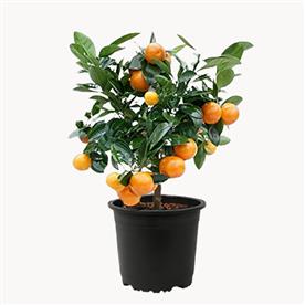 Mosambi, sweet lime (grafted)