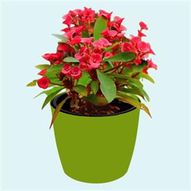 Euphorbia (red) - succulent plant