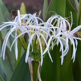 Crinum lily, spider lilly (white)