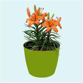 Hemerocallis, day lily (any color)