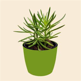 Succulent bush senecio, senecio barbertonicus - succulent plant