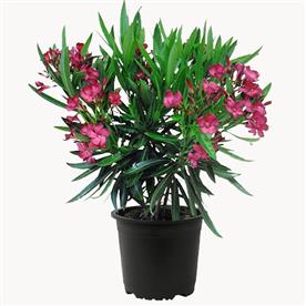 Kaner, nerium oleander (any color)